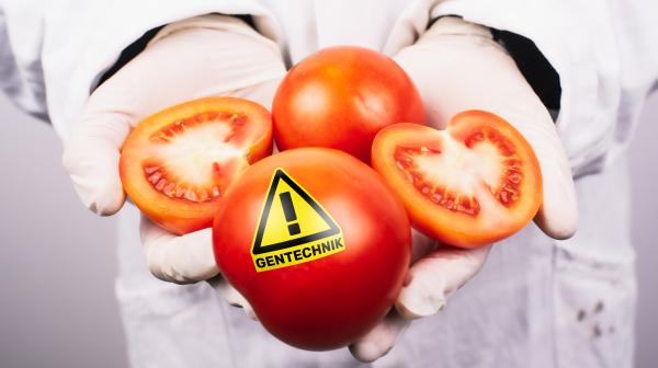 Gentechnik-Tomate mit Pickerl