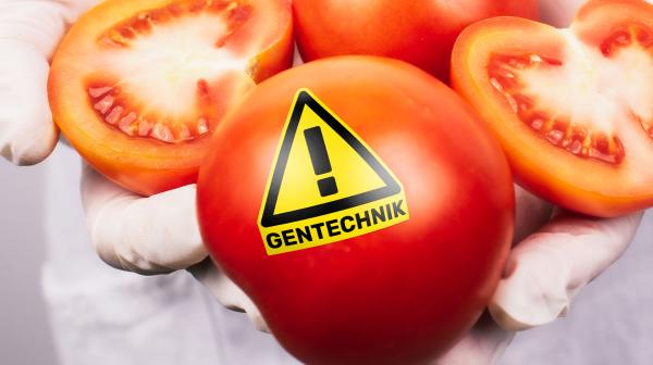 Gentechnik-Tomate mit Pickerl