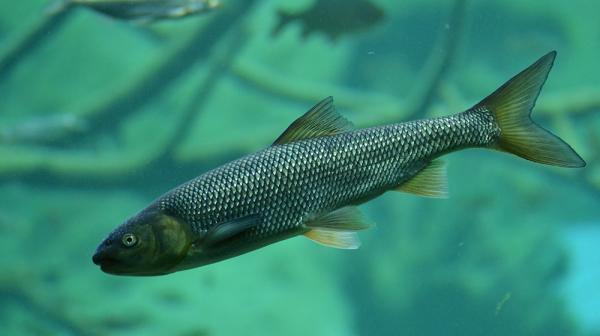 Forelle im Wasser