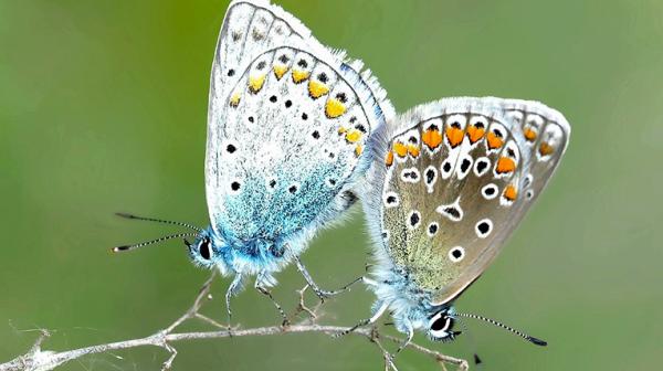 Schmetterling Hauhechel Bläuling