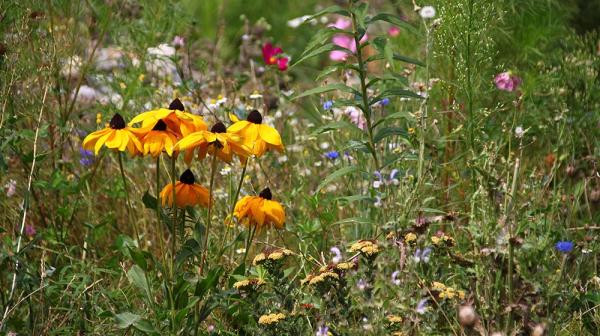 Blumenwiese im Garten von Frau Suppan