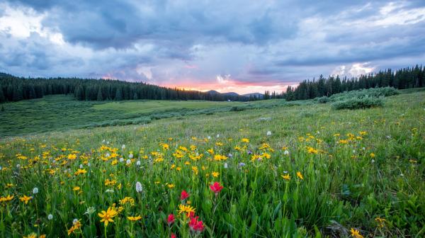 Landschaft mit Blumenwiese