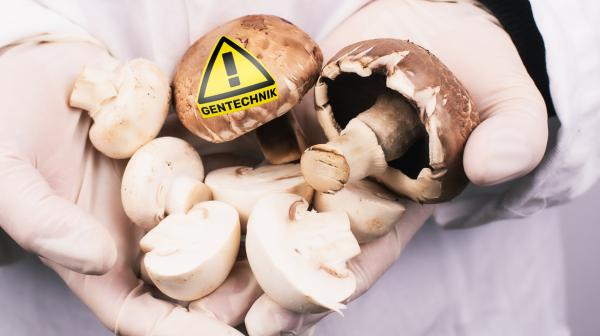 Champignons mit Achtung Gentechnik-Pickerl in Labor-Szene