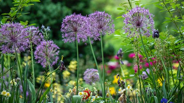 Bunte Blumen auf einer Blumenwiese im Fokus