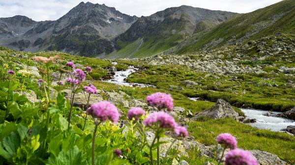 Im Vordergrund sieht man violett blühende Blumen. Sie stehen auf einer saftigen Alm, durch die ein Fluss fließt. Im Hintergrund sieht man hochalpines Gelände.