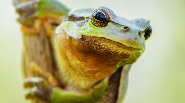 Ein grüner Frosch mit braunem Bauch klammert sich an einem Halm fest