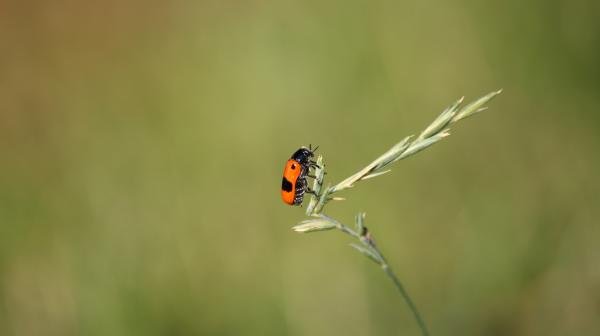 Käfer klettert auf Grashalm