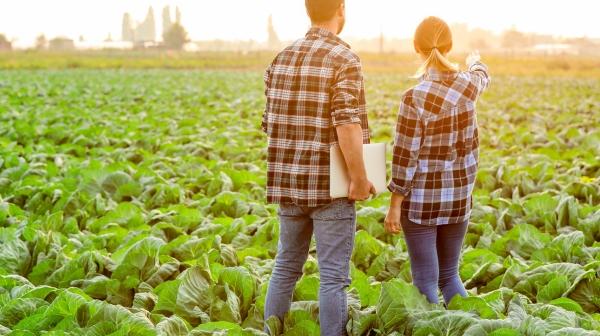 Ein Mann und eine Frau stehen auf einem großen Salatfeld. Sie schauen in die Ferne, man sieht sie nur von Hinten. Sie tragen beide Bluejeans und ein Karohemd. Der Mann hat einen Laptop in der Hand. 